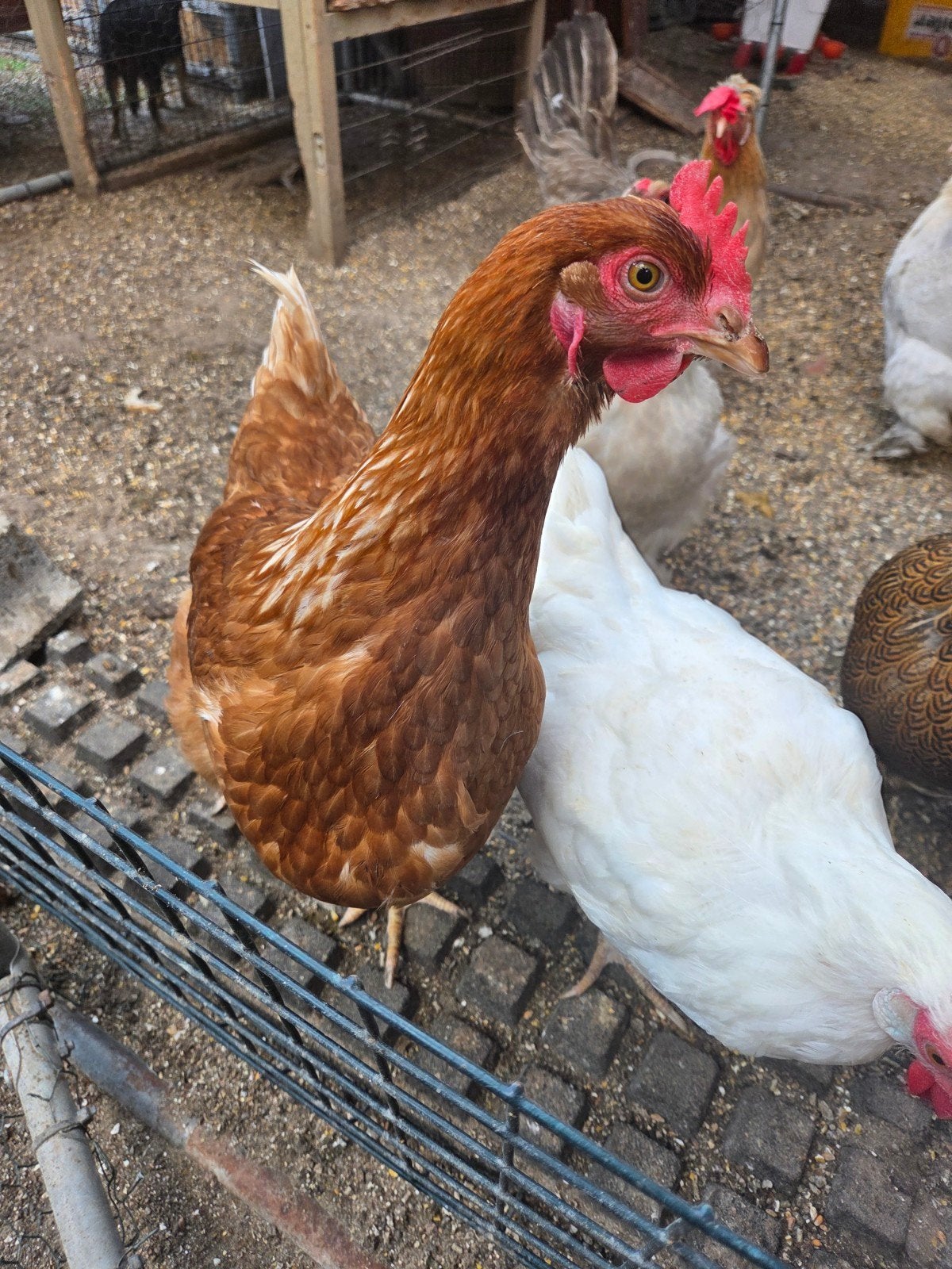 mooie tamme bruine legkip, Dieren en Toebehoren