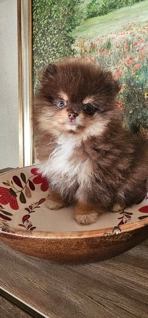 Chiots nains, Loulou, Maladie de Carré (chiens), 8 à 15 semaines, Plusieurs