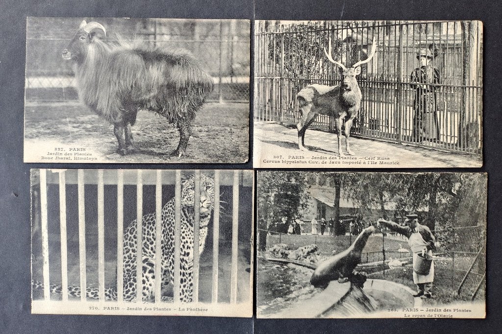 Cartes postales anciennes zoos, Enlèvement ou Envoi, 1920 à 1940, Non affranchie, Autres