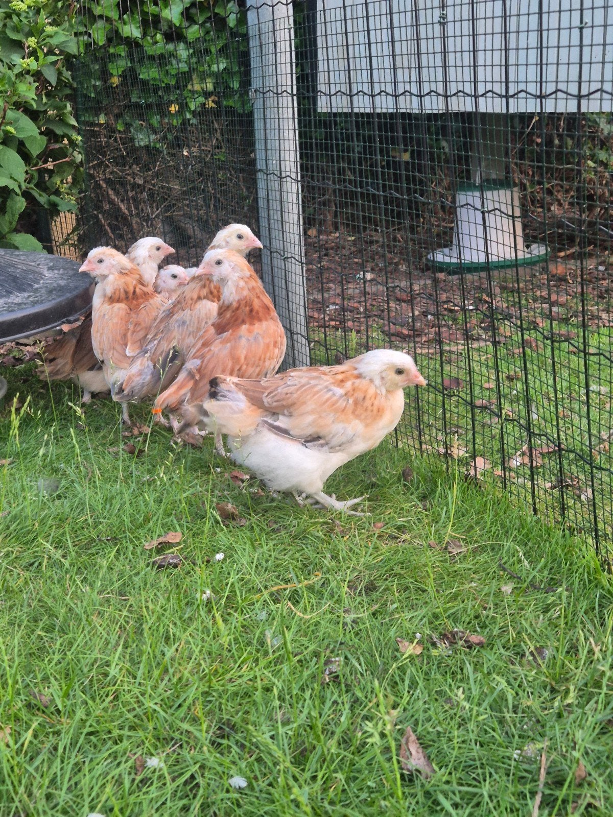 Poules Ameraucana