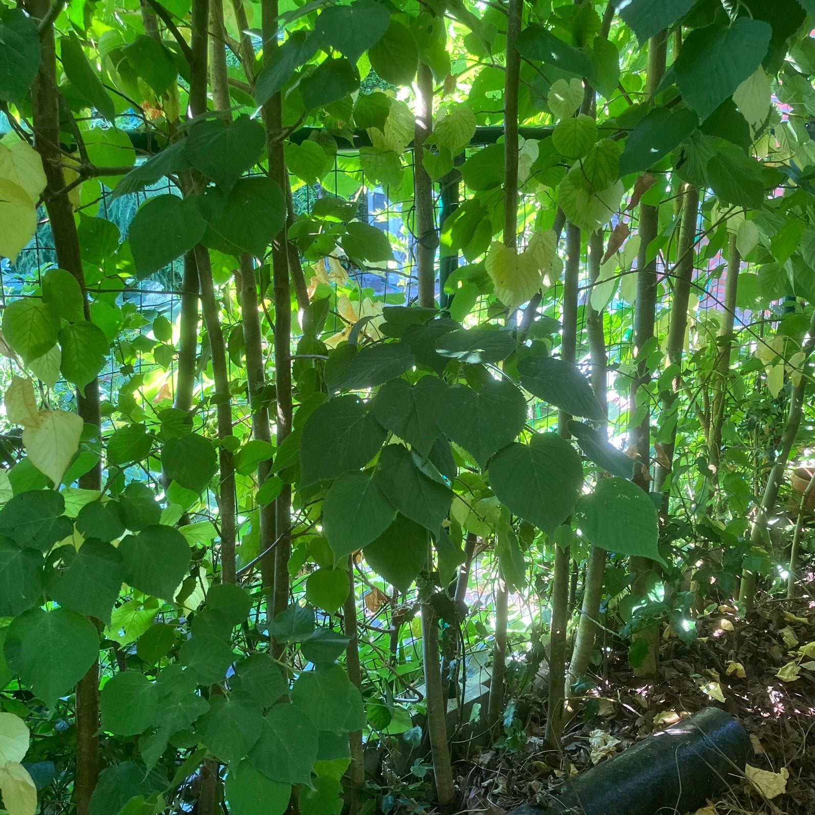 Bomen, Ophalen, 250 tot 400 cm