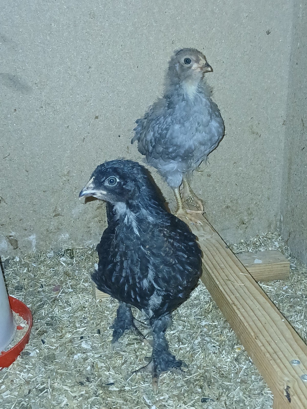 kuikens van kleurleggers, Dieren en Toebehoren