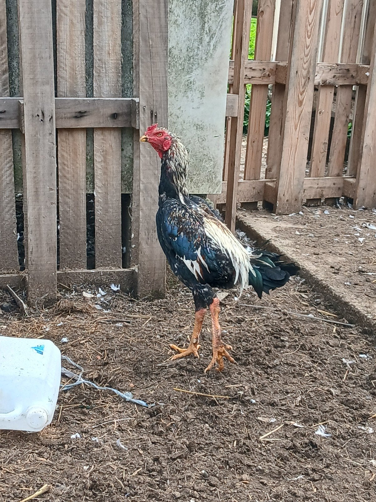 shampoing 2025, Mâle, Poule ou poulet