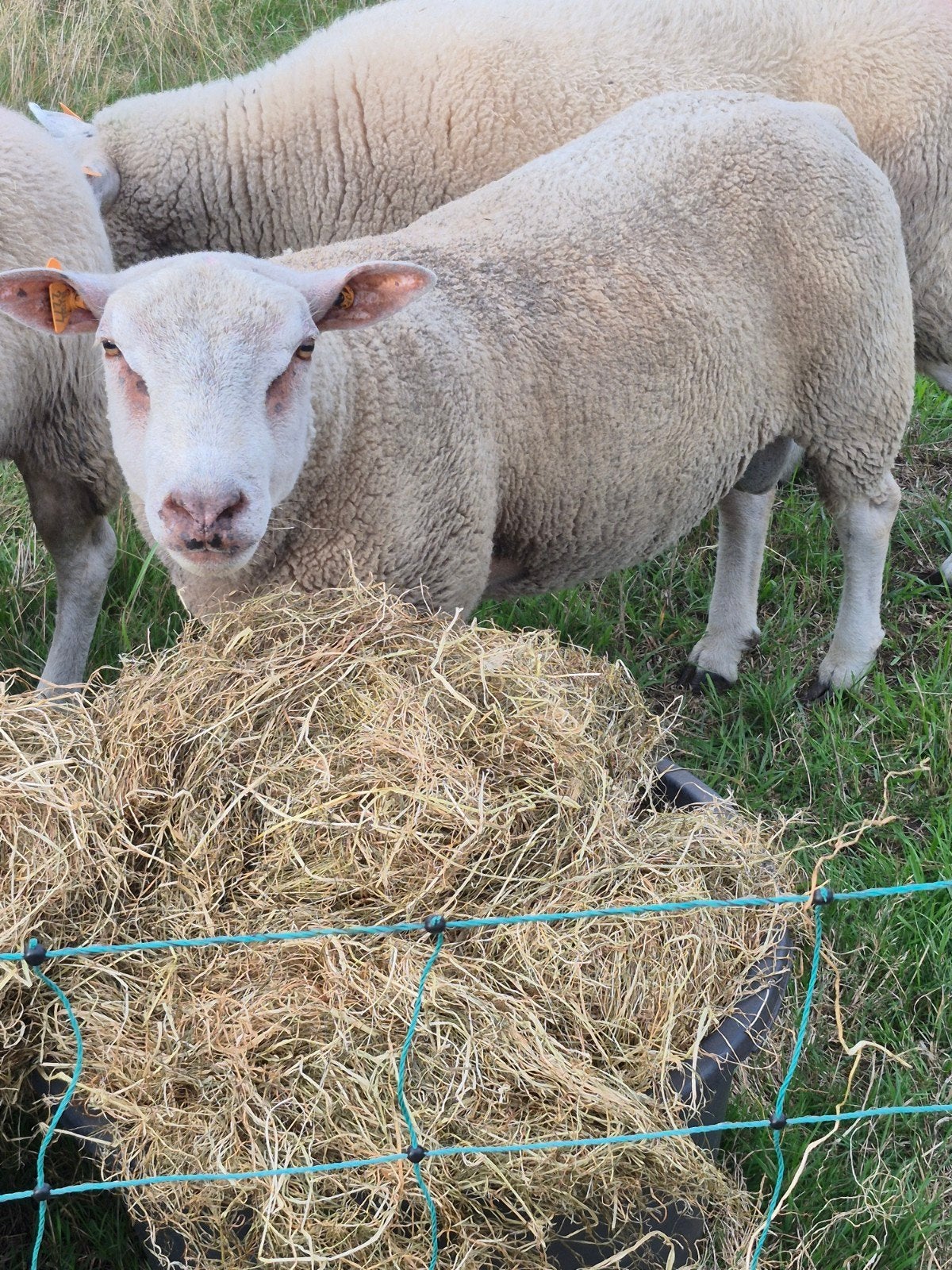 dekram, Animaux & Accessoires, Mâle, Mouton, 0 à 2 ans