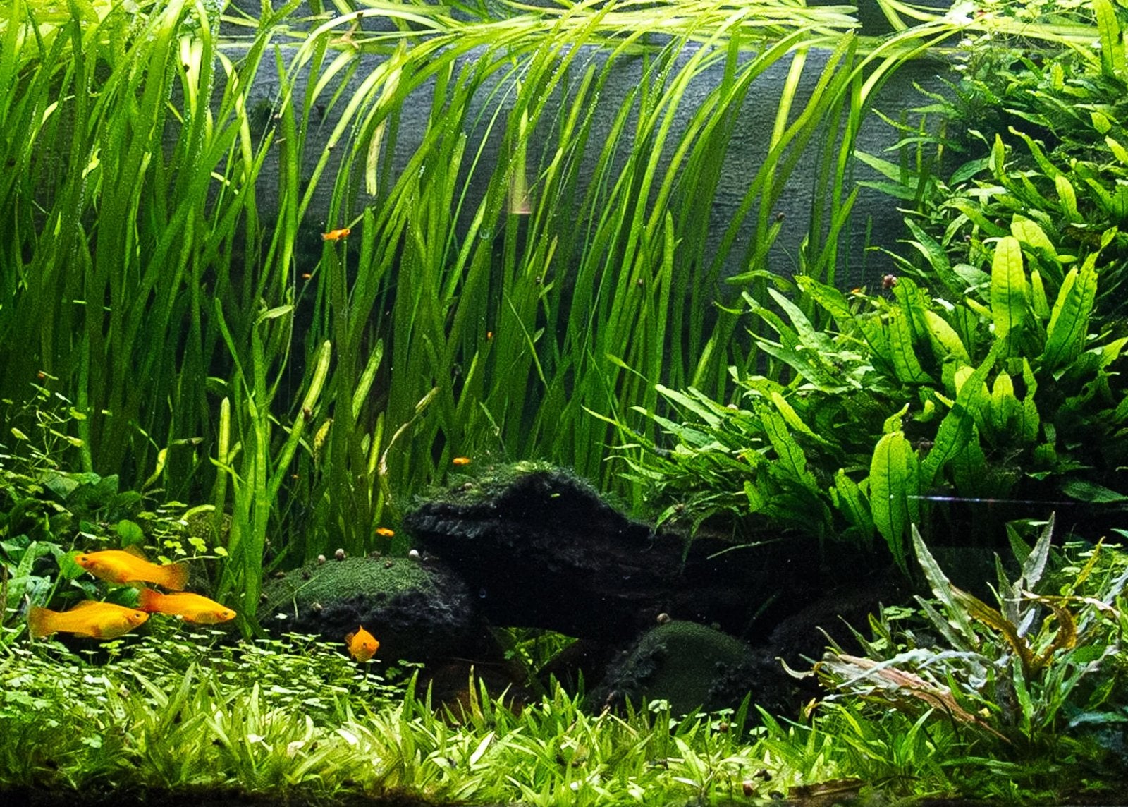 Aquariumplant - Valisneria spiralis (jungle val), Ophalen of Verzenden