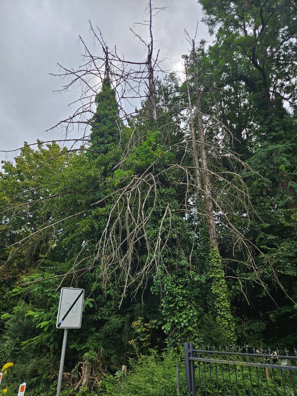Gratis bomen, zelf afzagen, Ophalen of Verzenden