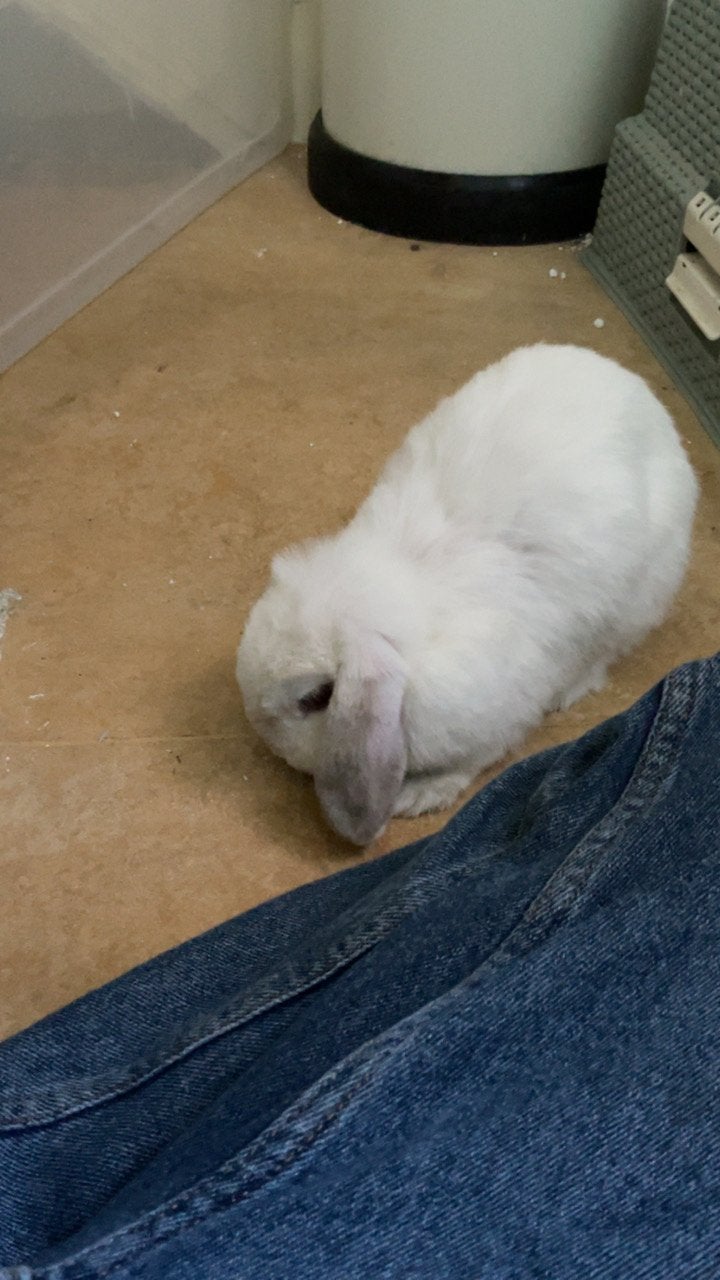 Lapin nain bélier à vendre, Mâle, Domestique, Autres types, Mai