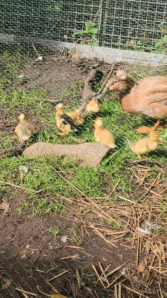 Hollandse kuifeend-kuikens, Dieren en Toebehoren, Pluimvee, Eend, Geslacht onbekend