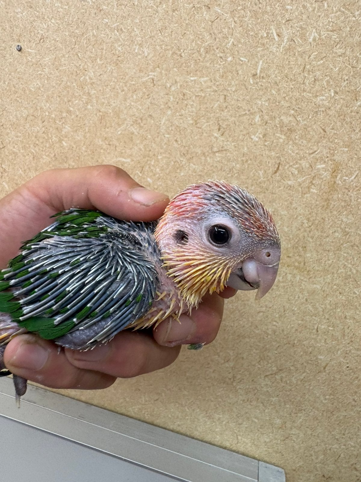 Baby roestkop Caique, Dieren en Toebehoren, Geringd