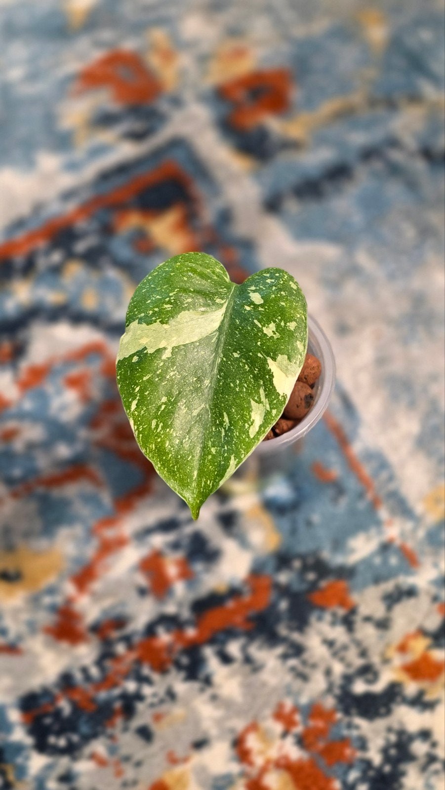 Monstera thai baby, Maison & Meubles, Enlèvement ou Envoi