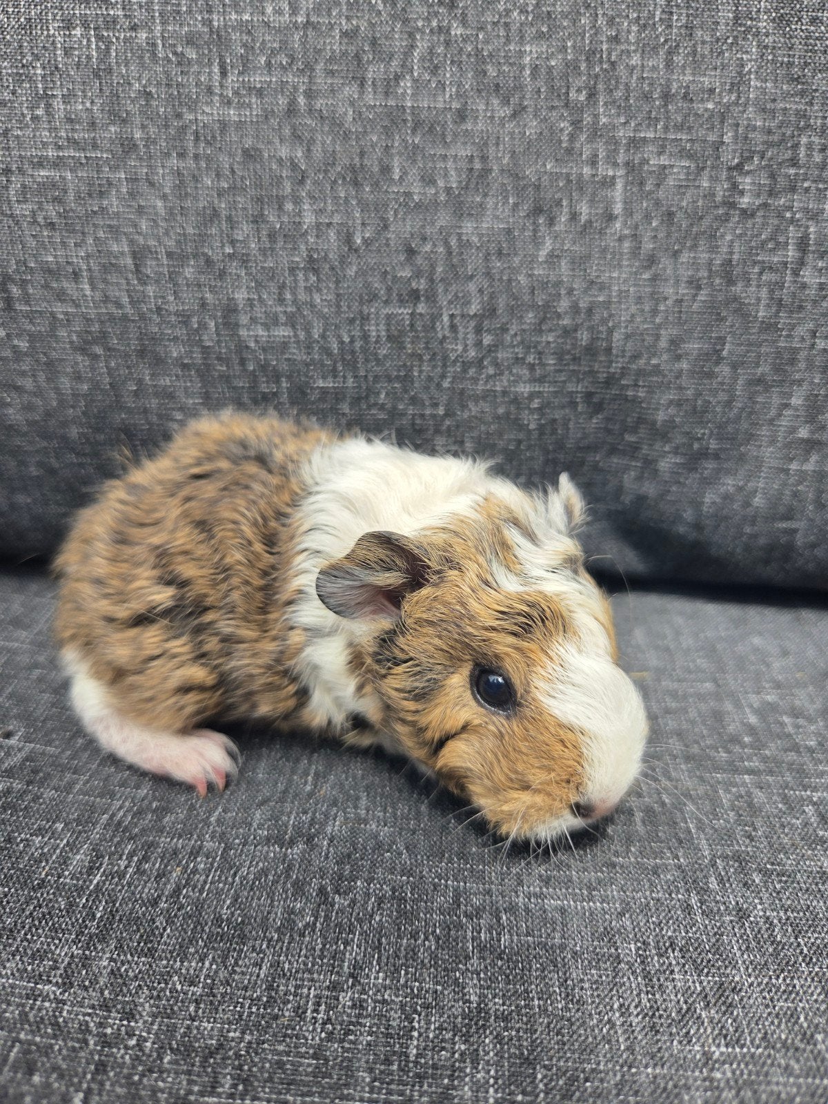 Nederland jong cavia zeugje, Dieren en Toebehoren, Cavia, Juli, Vrouwelijk, Tam