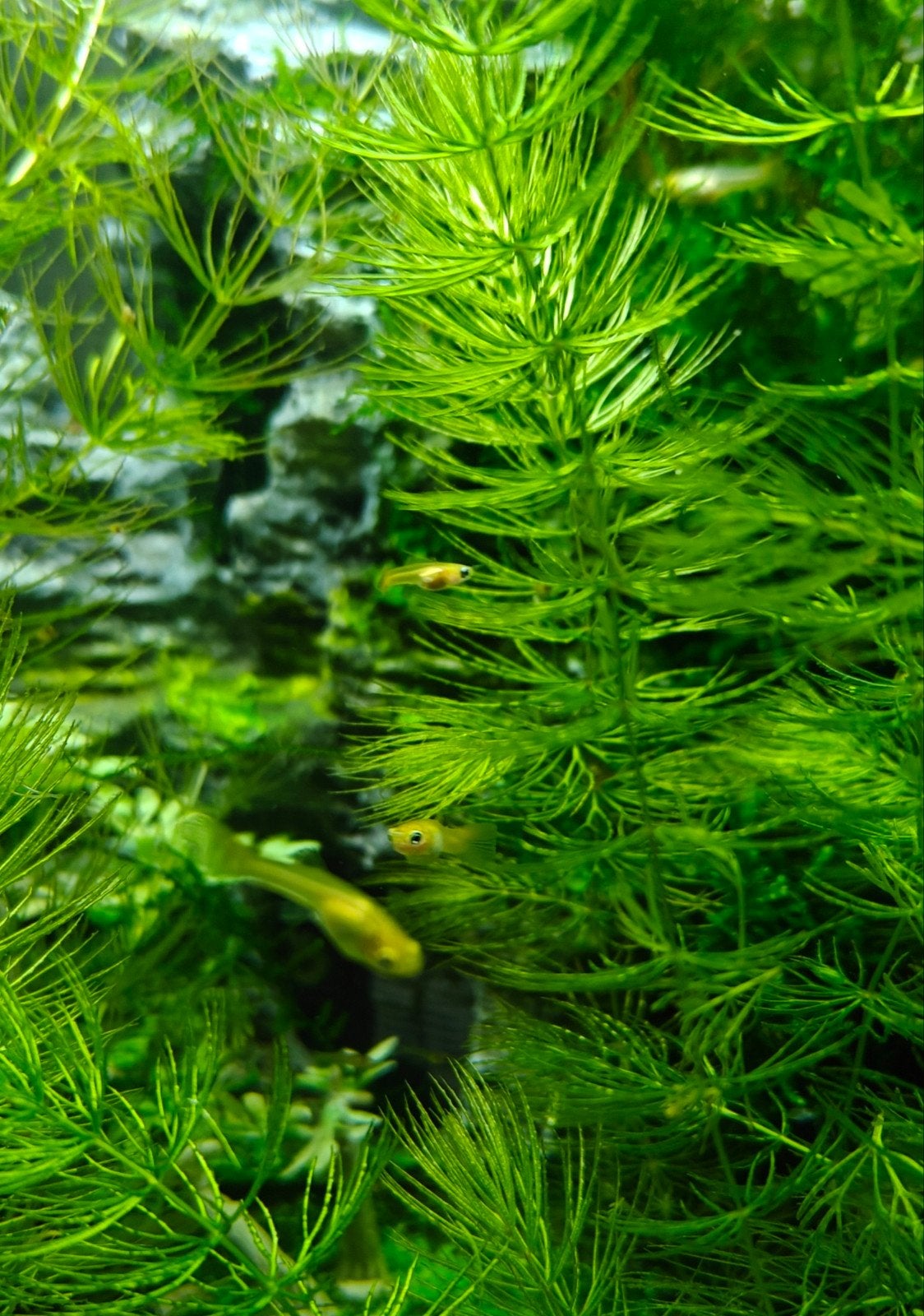 Baby Guppies, Animaux & Accessoires