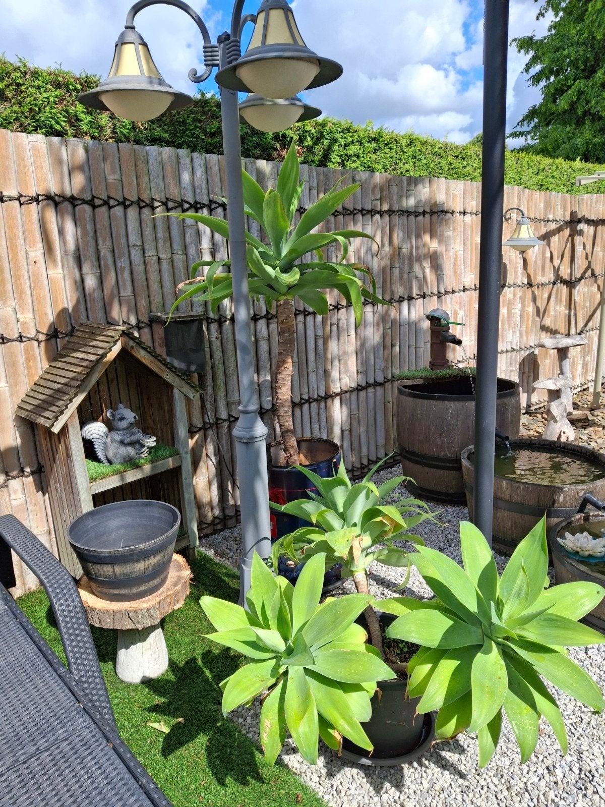 Prachtige agave attenuata binnen en buiten
Vanaf de lente bu, Ophalen