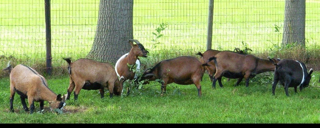 dwerggeiten vrouwelijke, Dieren en Toebehoren, Geit