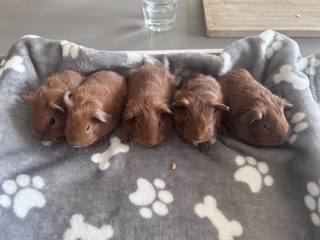 lieve tamme cavia beertjes, Animaux & Accessoires, Rongeurs, Août, Mâle, Domestique, Cobaye