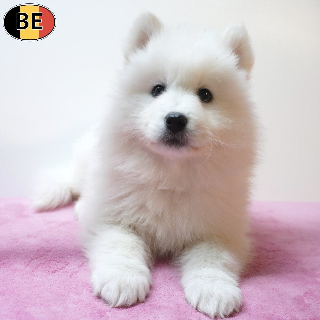 Samojeed - Belgische pups te koop, België, CDV (hondenziekte), 8 tot 15 weken, Meerdere
