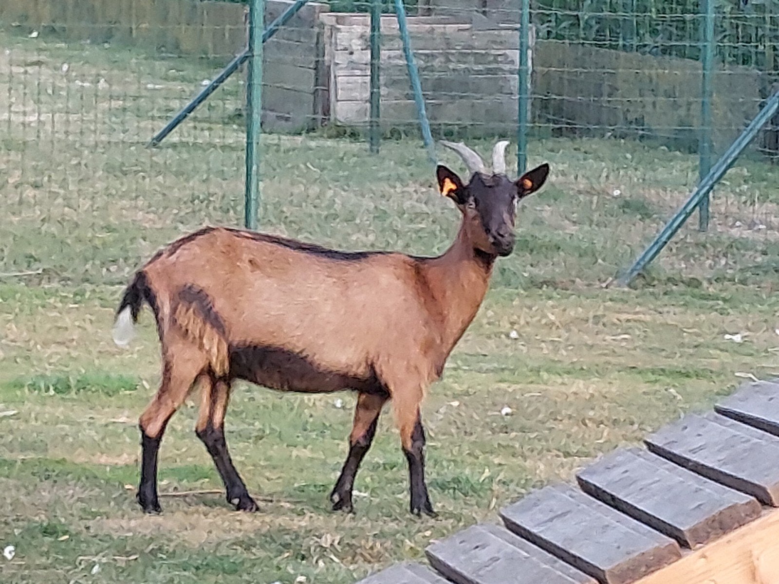 Vlaamse geit mieke van vorig jaar., Dieren en Toebehoren, Geit