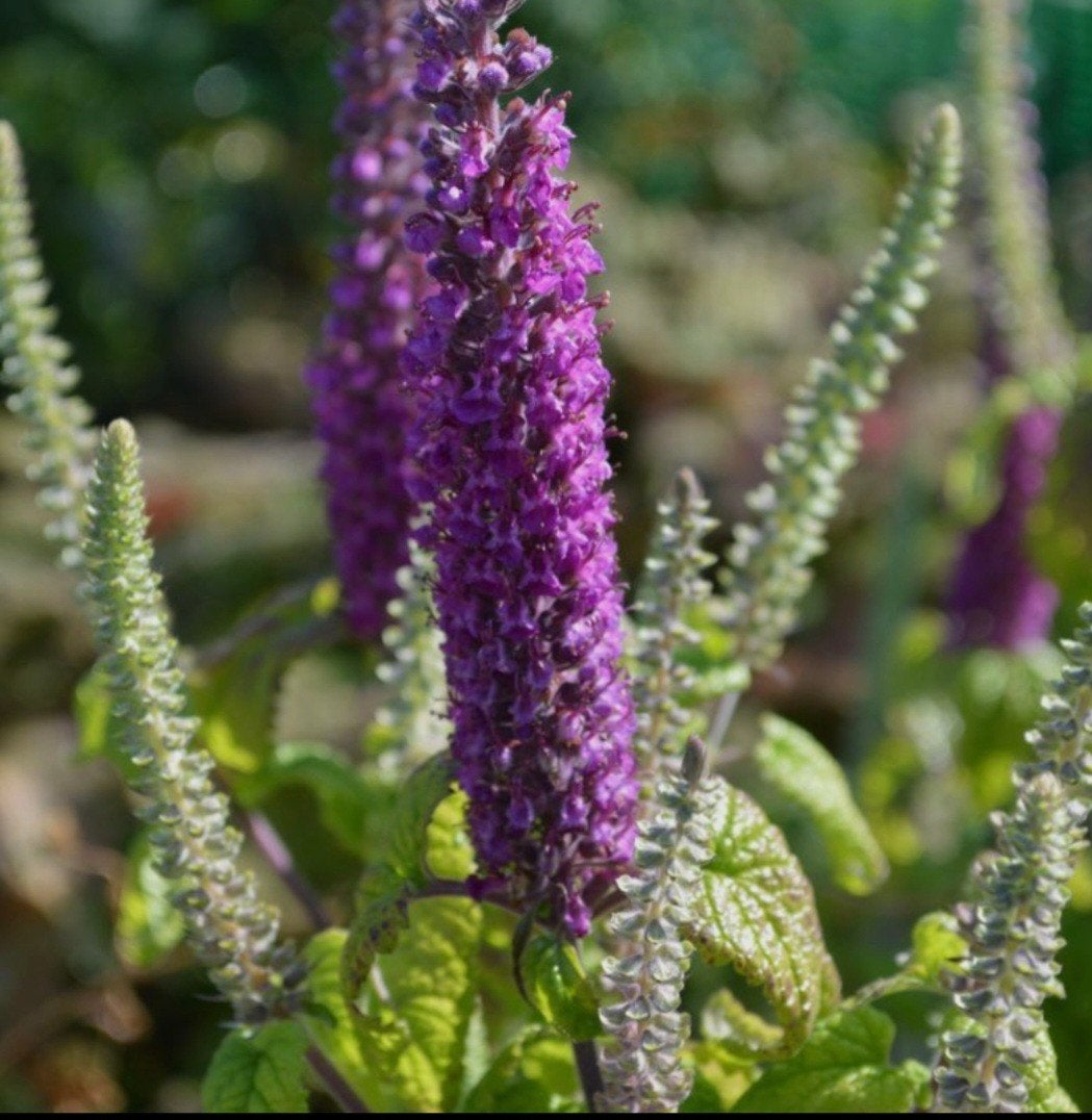 Teucrium hycranicum "Flowtime", Ophalen, Vaste plant