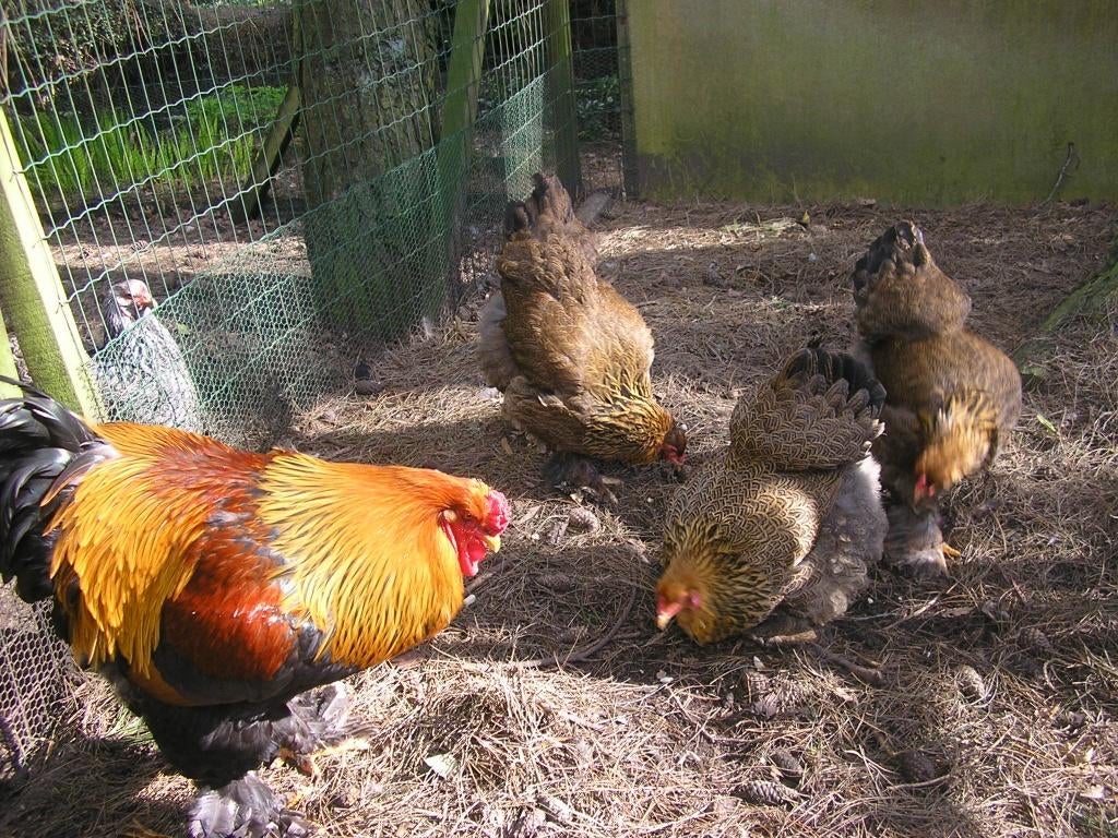 broedeieren brahma groothoender