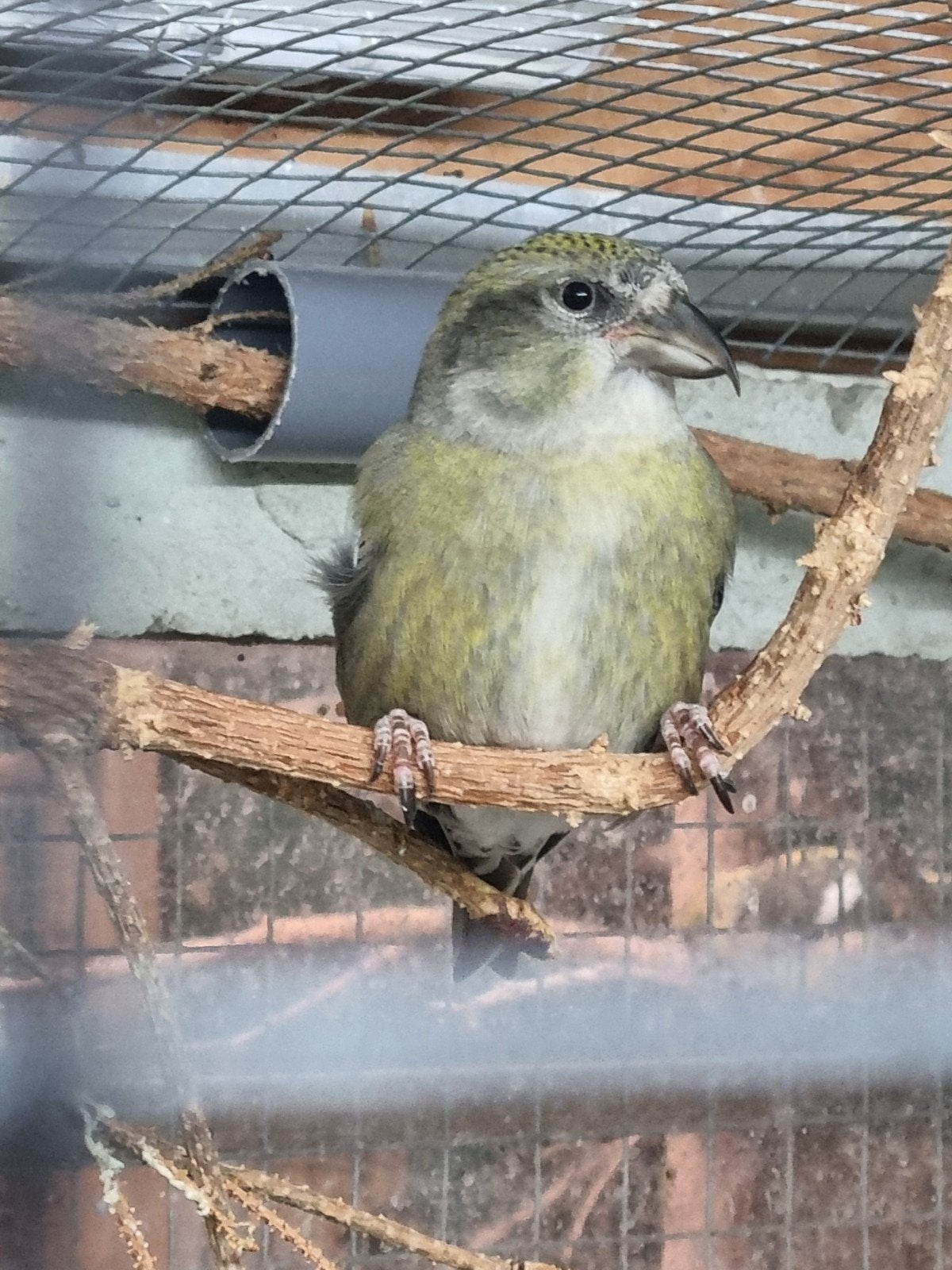 Gewone kruisbek, Dieren en Toebehoren, Meerdere dieren, Wildzangvogel, Geringd