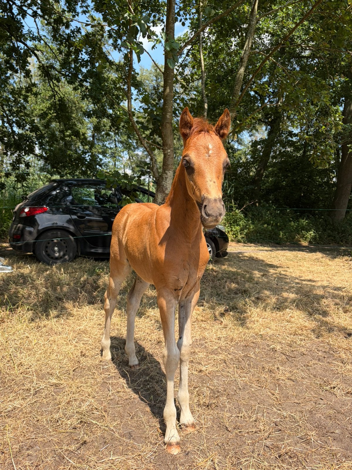 Welsh Partbred merrieveulen, Animaux & Accessoires, Poneys, Jument, Poney D (1.37 m à 1.48m), 0 à 2 ans