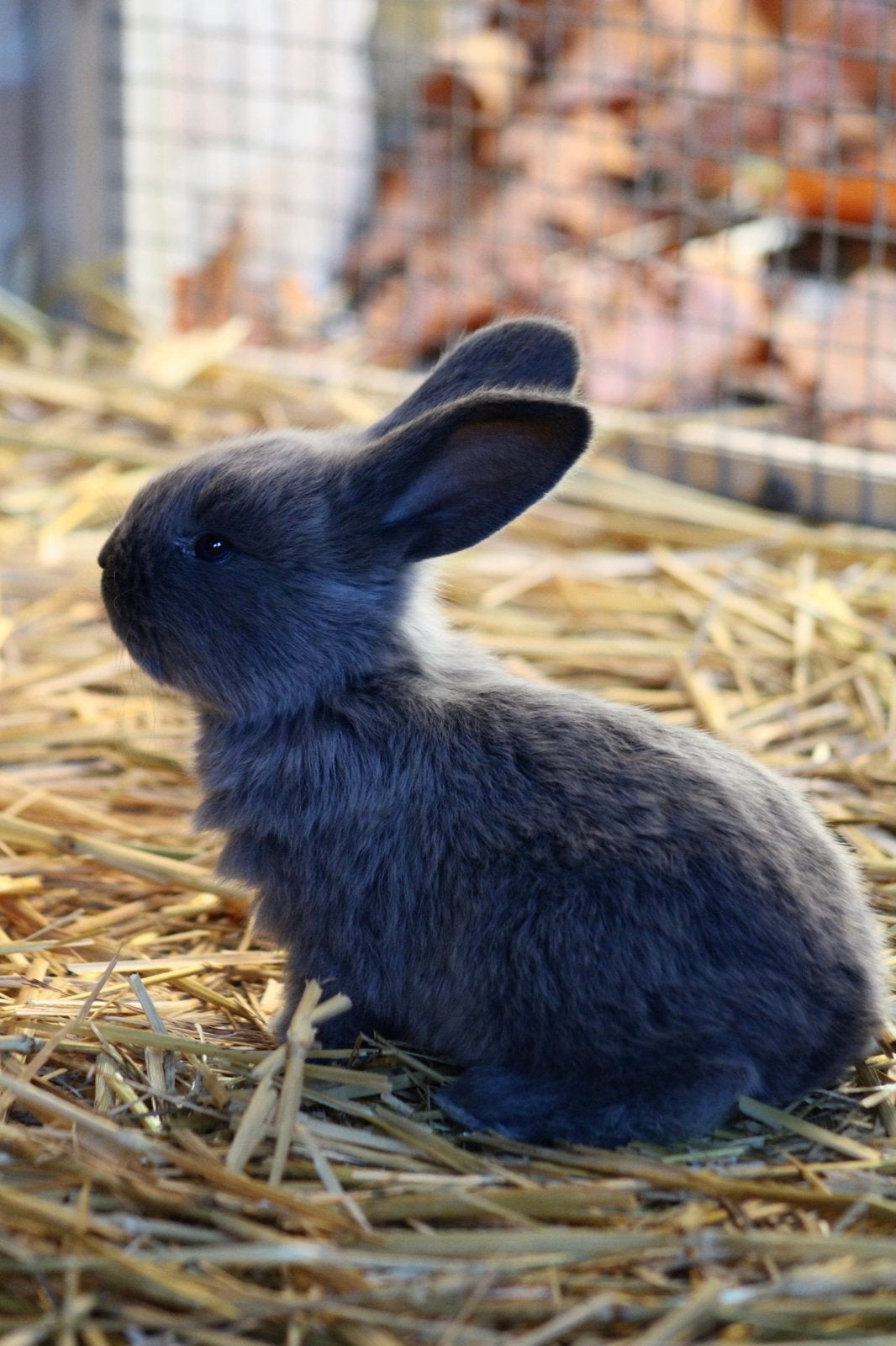 4 vlaamse reuzen, Sexe inconnu, Grand, 0 à 2 ans
