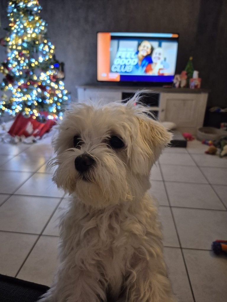 Maltezer teefje 1jaar en 3 maand gekocht bij Elite fokker, Animaux & Accessoires, Chiens | Chihuahuas & Chiens de compagnie, 1 à 2 ans