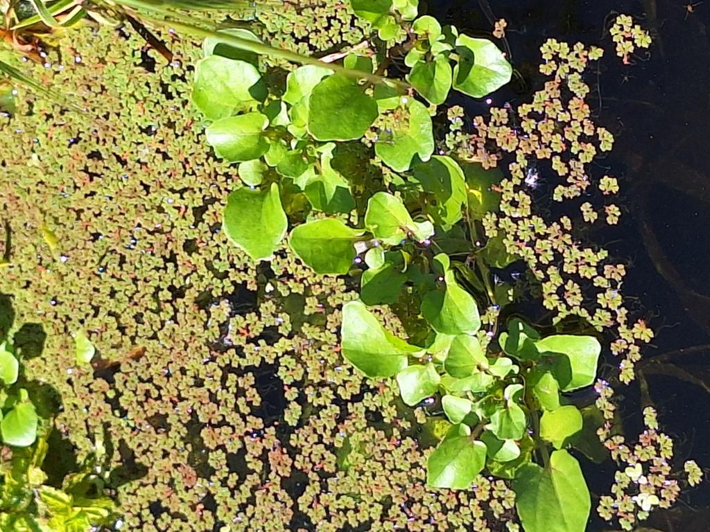 Vijver planten, Tuin en Terras, Vijvers, Ophalen