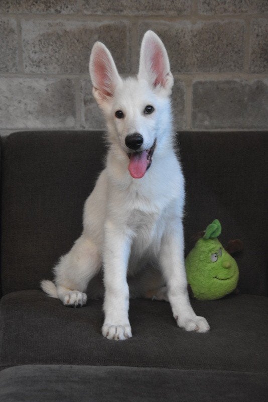 Zwitserse Witte Herder pup, Parvo, België, 8 tot 15 weken, Meerdere