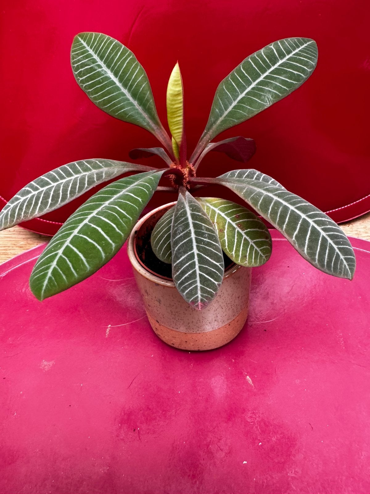 Juweel van Madagaskar 14 cm, Huis en Inrichting, Kamerplanten, Ophalen, Vetplant, Minder dan 100 cm, Volle zon