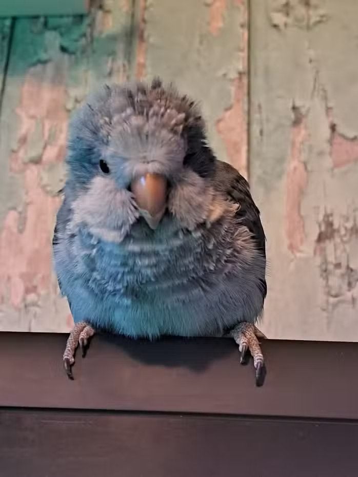 super tamme muisparkieten van 2026, Dieren en Toebehoren, Vogels | Parkieten en Papegaaien, Parkiet, Meerdere dieren, Pratend