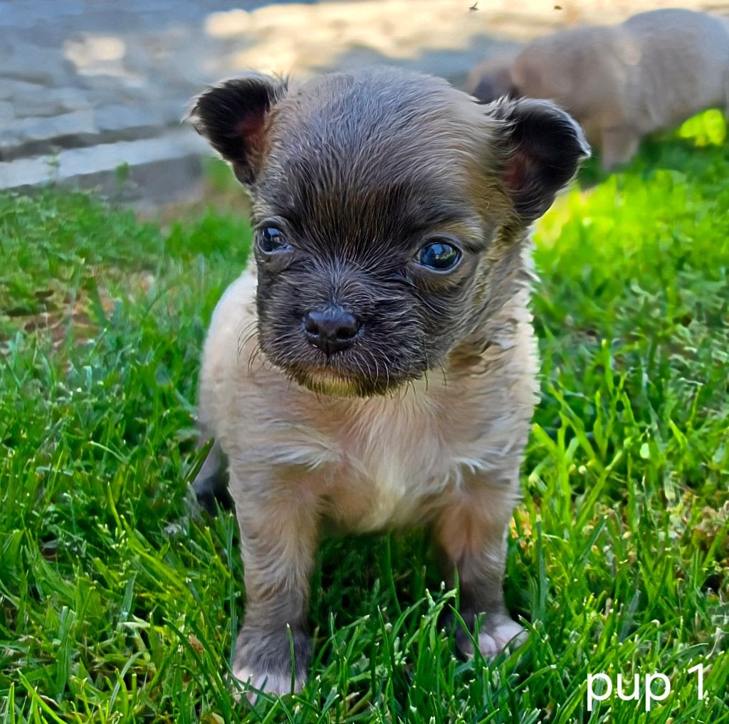 Chihuahua pups, Parvo, België, Particulier, 8 tot 15 weken