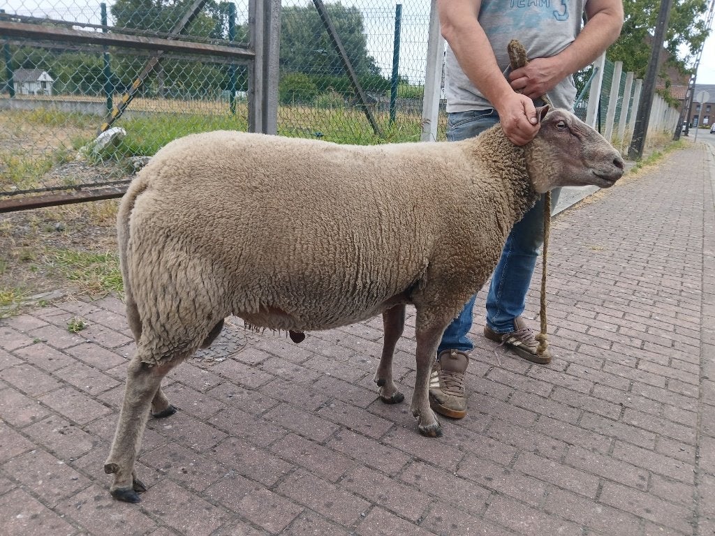 Bélier, Mâle, Mouton, 3 à 5 ans
