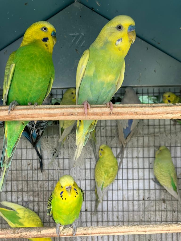 GEEL/GROENE MAN GRASPARKIETJES NU 10 EURO/STUK, Meerdere dieren, Parkiet