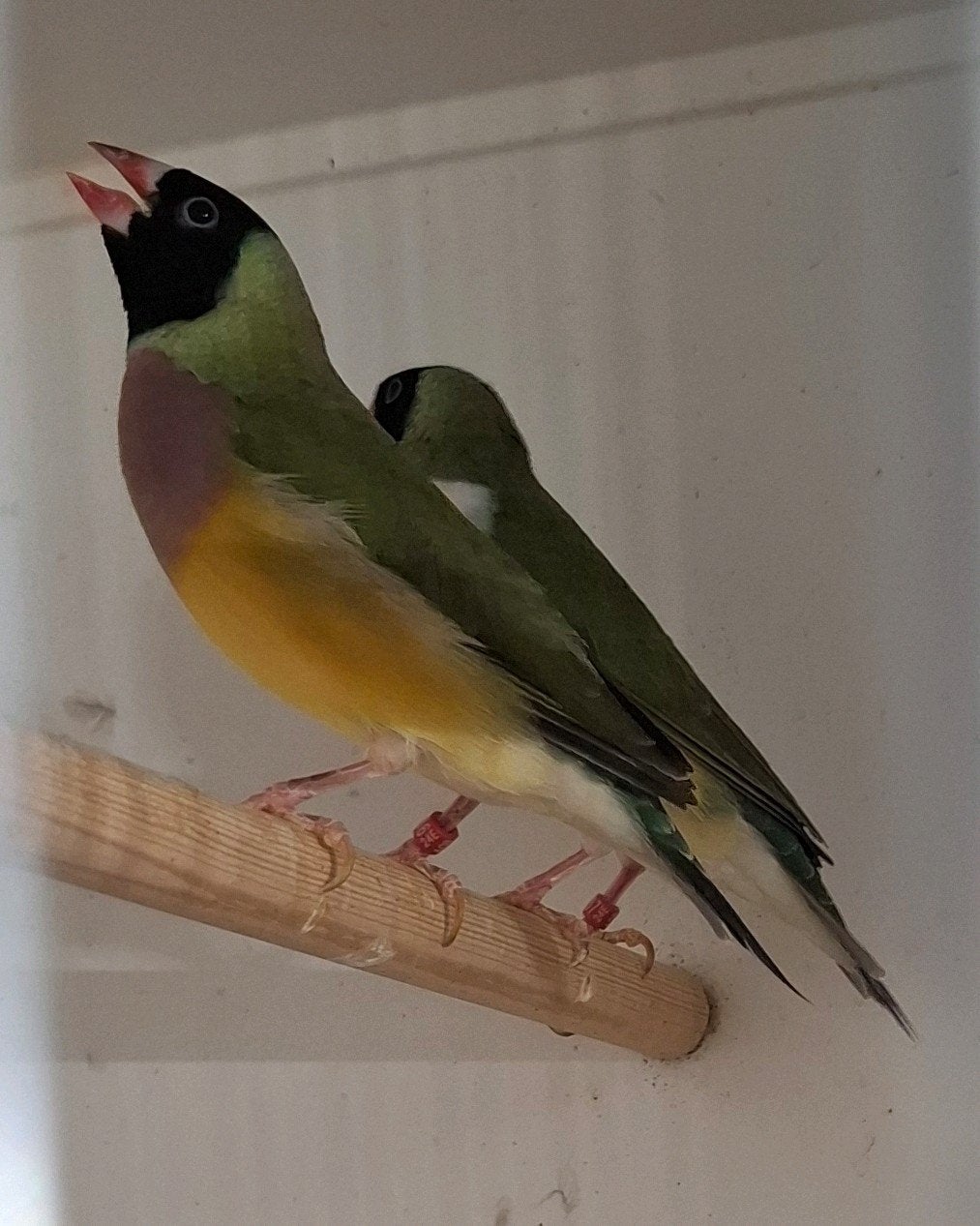 3 koppeltjes gouldamadine, Animaux & Accessoires, Oiseaux | Oiseaux Autre, Oiseau tropical, Bagué
