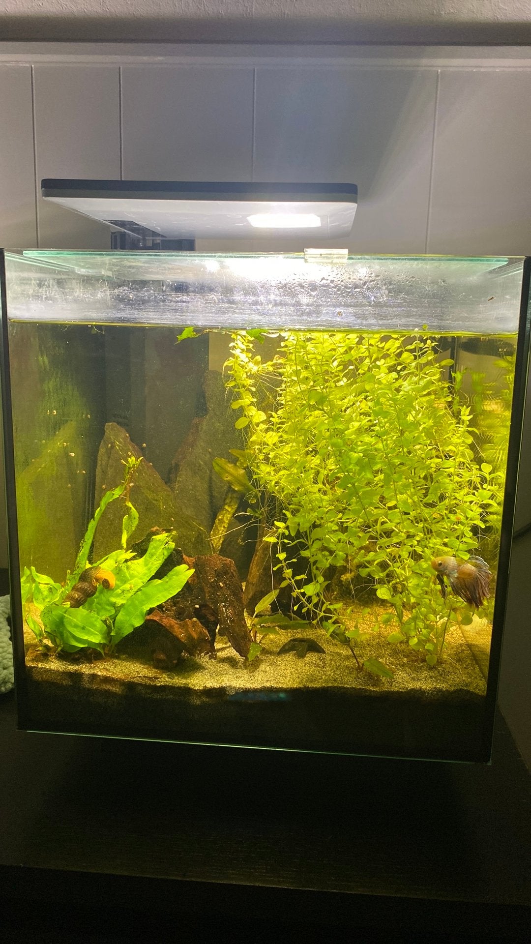 Juwel 30liter aquarium met betta, Ophalen, Zo goed als nieuw, Decoratie, Juwel