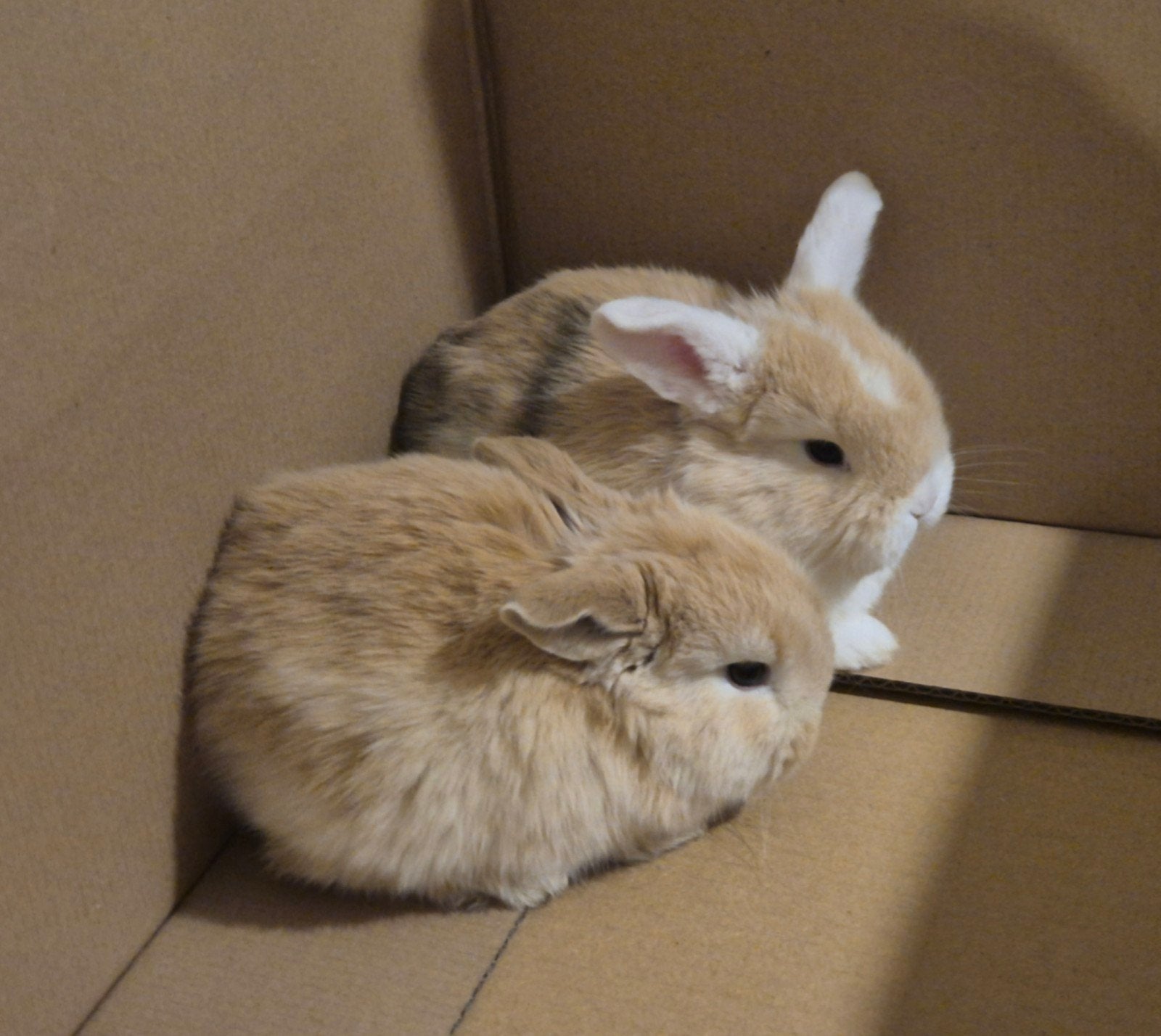 Liefdevolle huisjes gezocht voor onze NHD konijntjes!, Animaux & Accessoires, Lapins, Petit