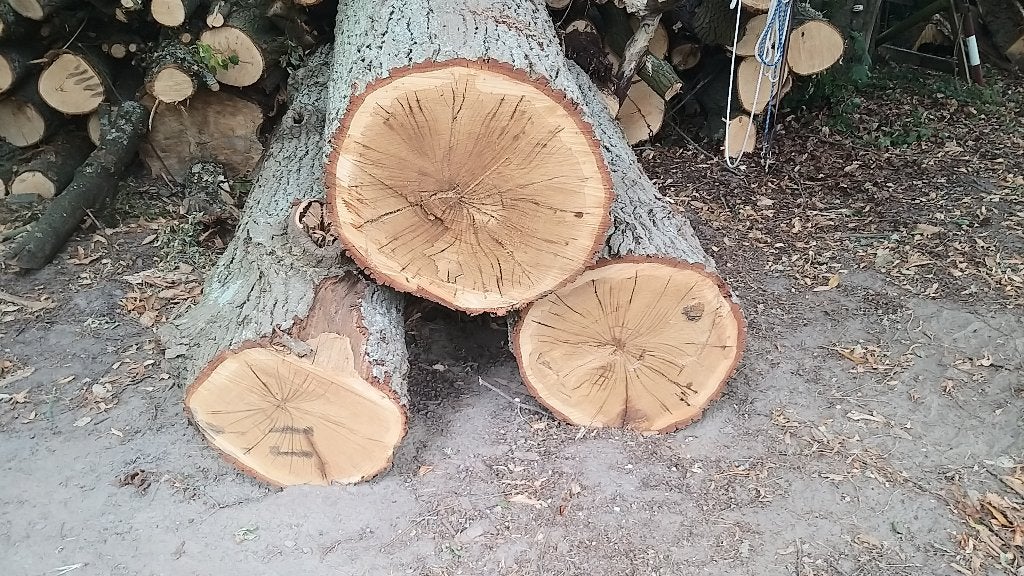 grumes de chêne sec, 3 à 6 m³, Enlèvement, Chêne, Troncs d'arbres