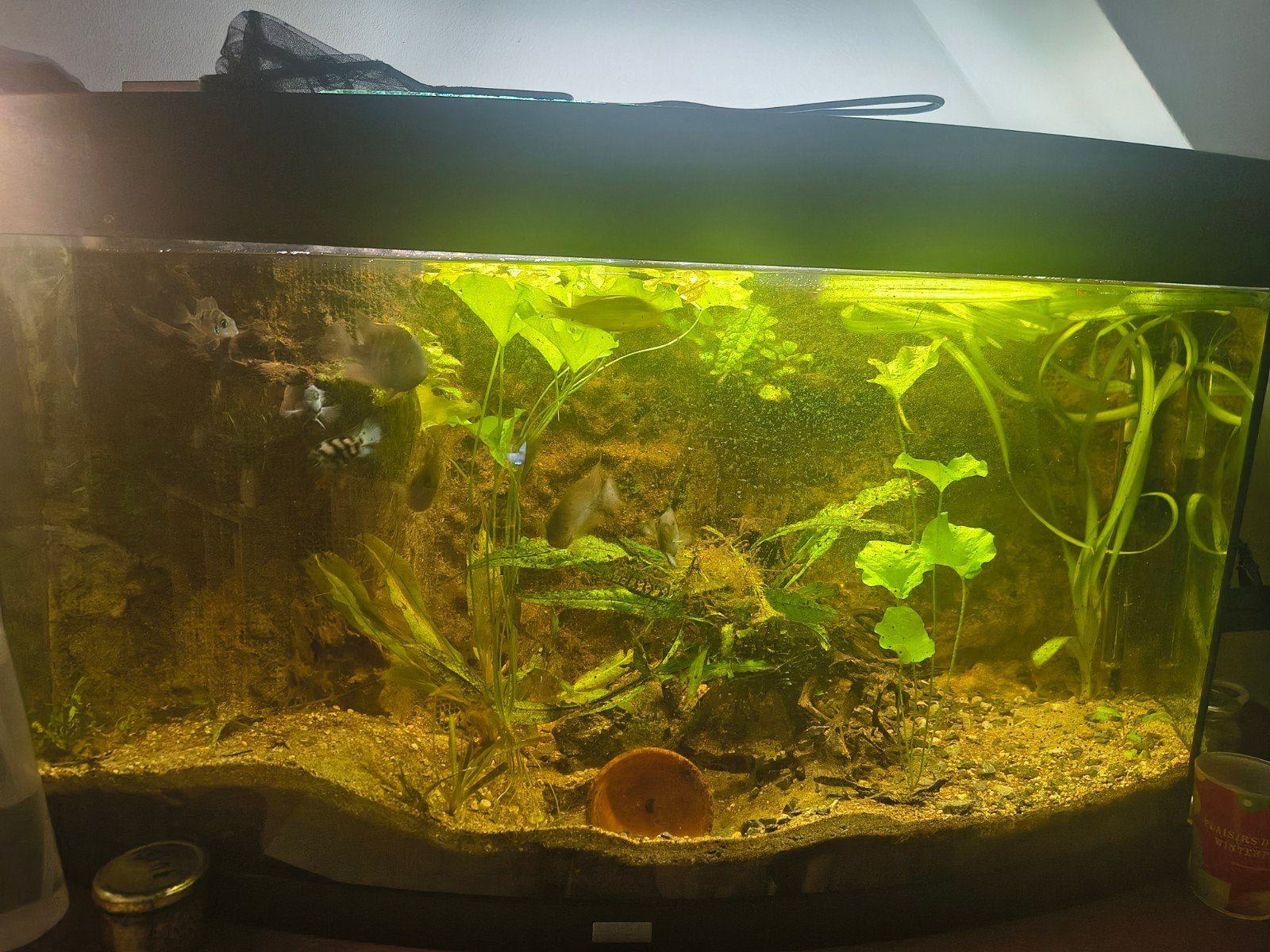 Aquarium 50 euro, Ophalen, Inclusief vissen, Gebruikt
