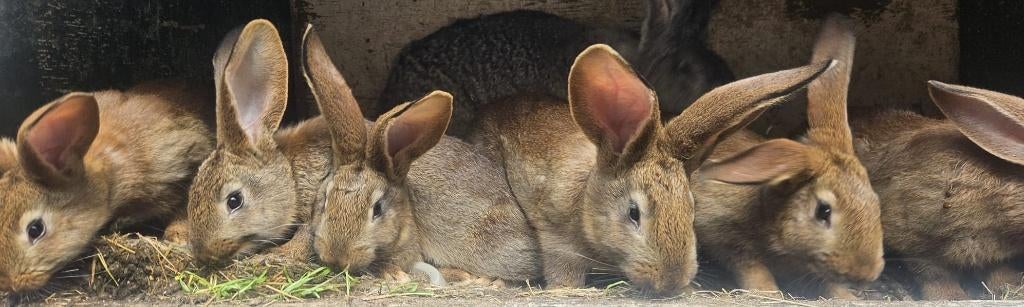 Vlaamse reus kruising belgische haas, Plusieurs animaux, Grand, 0 à 2 ans
