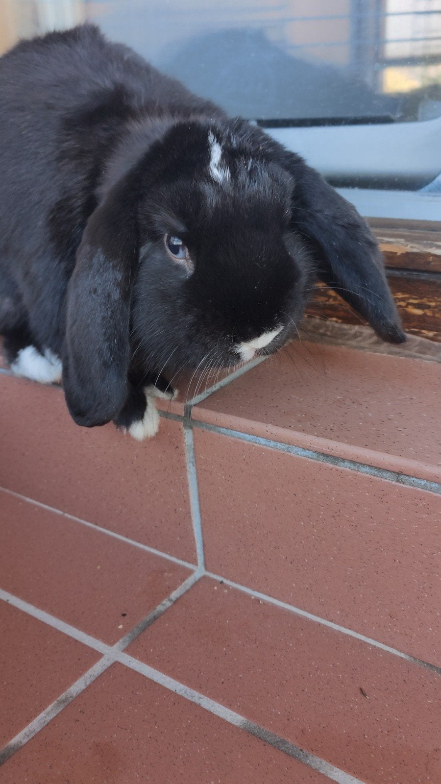 lapin NHD oreilles tombantes, Mannelijk, Hangoor, 0 tot 2 jaar
