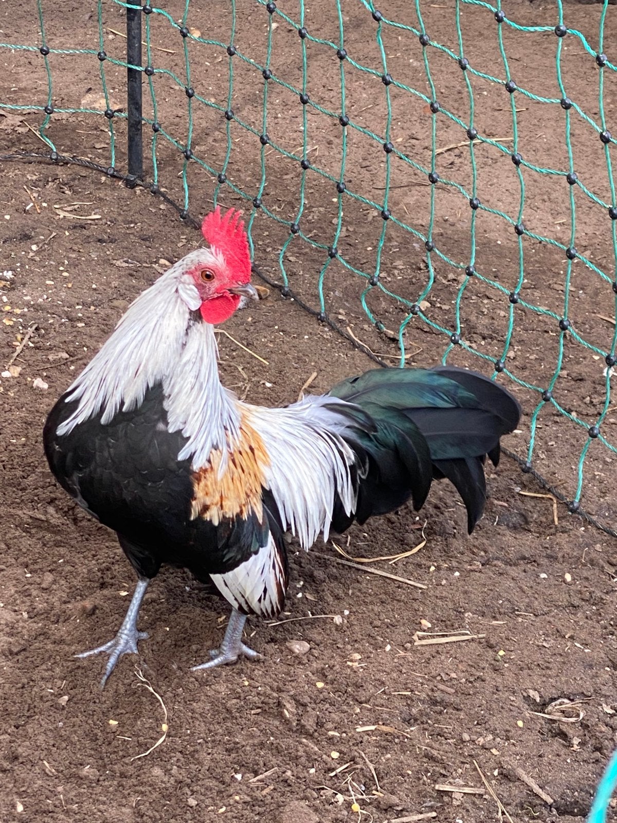 Hollandse krielhaan, Dieren en Toebehoren, Mannelijk, Kip