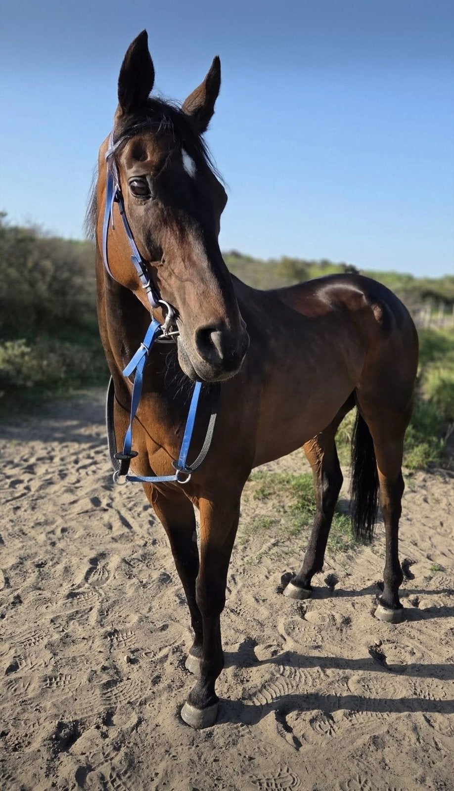Knappe 10jarige ruin te koop!, Hongre, Débourré, 165 à 170 cm, Cheval de récréation