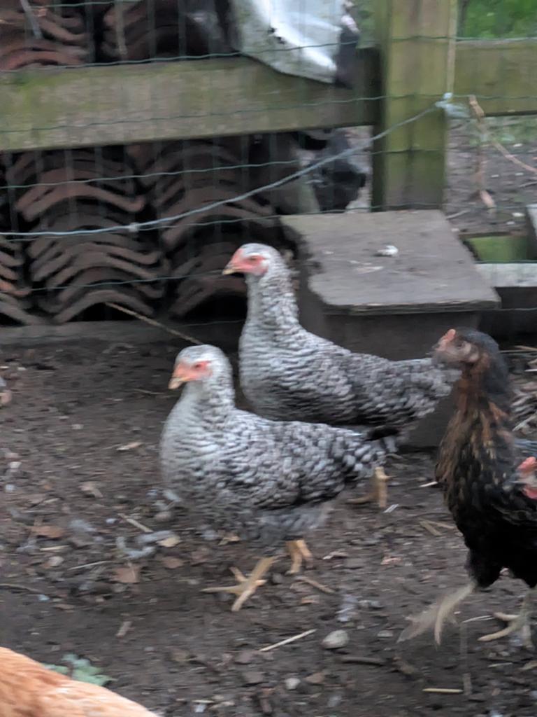 Legkippen, Dieren en Toebehoren