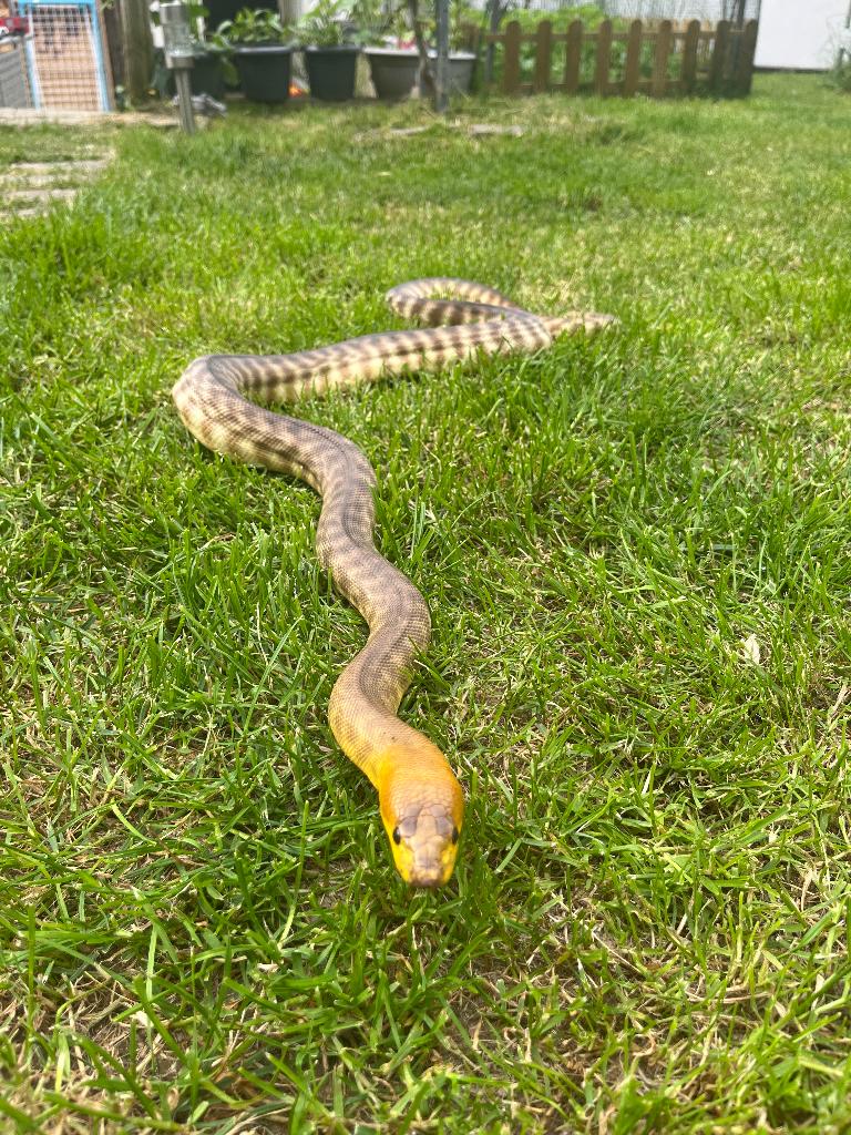 0.1 Aspidites Ramseyi (Woma), Serpent, Avec terrarium, 7 à 10 ans