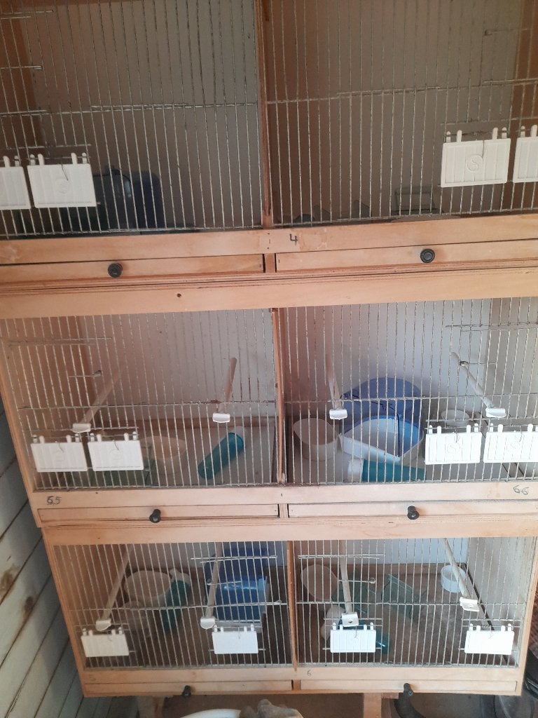 Vogelbenodigheden, Enlèvement, Utilisé, Bois, Cage d'élevage