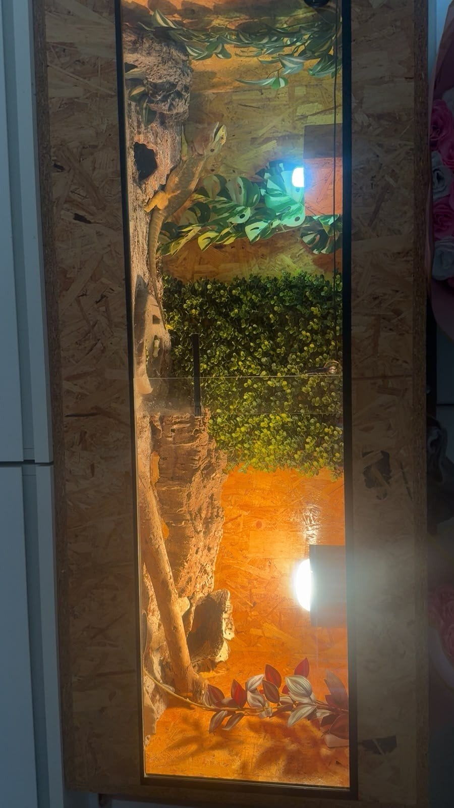 vrouwtje baardagaam 45 a 50cm, Dieren en Toebehoren, Ophalen