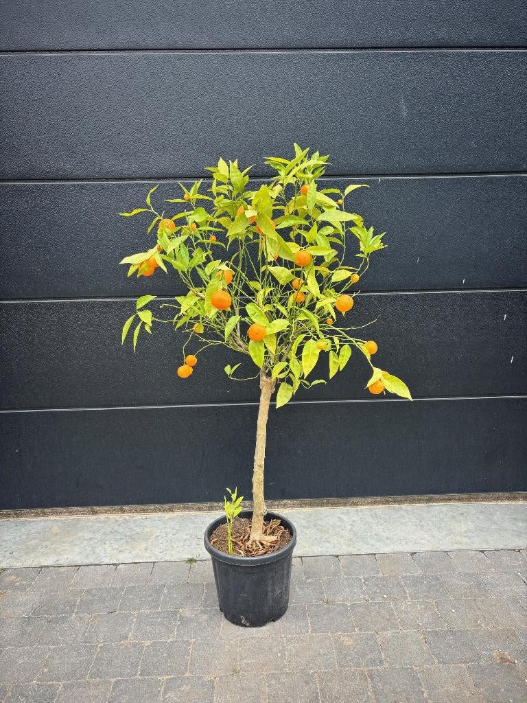 Mandarijnboom citrus reticulata - stamomtrek 8-10cm/150cm hg, Tuin en Terras, Ophalen, Lente, Overige soorten, Volle zon