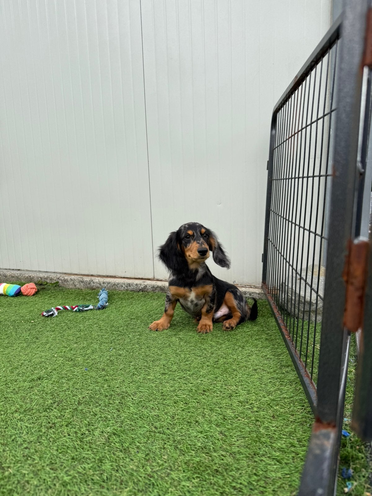 Lieve langharige blue merle dwergteckel, 15 semaines à 1 an, Chien (mâle), Maladie de Carré (chiens), Belgique