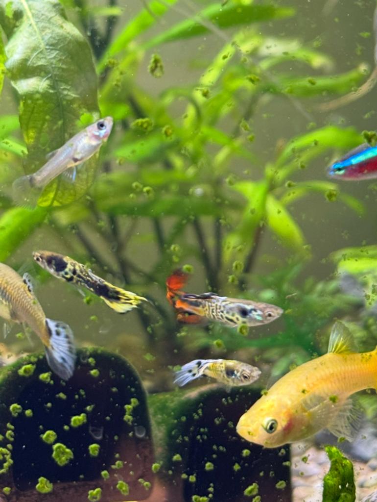 Baby guppies, guppen, guppy te koop, Dieren en Toebehoren, Vissen | Aquariumvissen, Vis, Zoetwatervis, Schoolvis